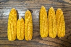 6-EARS-FROM-SAME-FIELD
