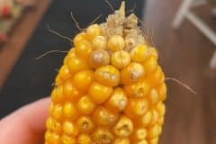 CORN-DAMAGE-ONLY-ONE