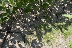 DRY-CRACKS-IN-BEANS-8-25