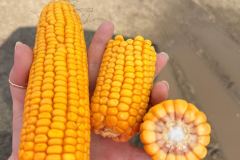 EMERY-CORN