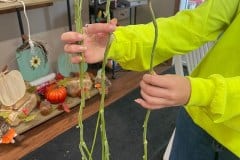 SKINNY-MAROA-BEAN-PLANTS