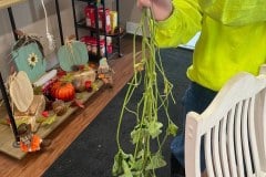 THICK-SINGLE-EMERY-BEAN-PLANT