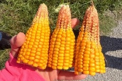 TOP-ENDS-OF-MAROA-CORN-JANVRIN